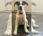 Small #8 American Bulldog-German Shepherd Dog Mix