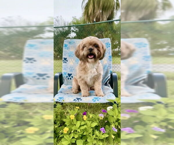 Medium Photo #6 Shih Tzu Puppy For Sale in Weston, FL, USA