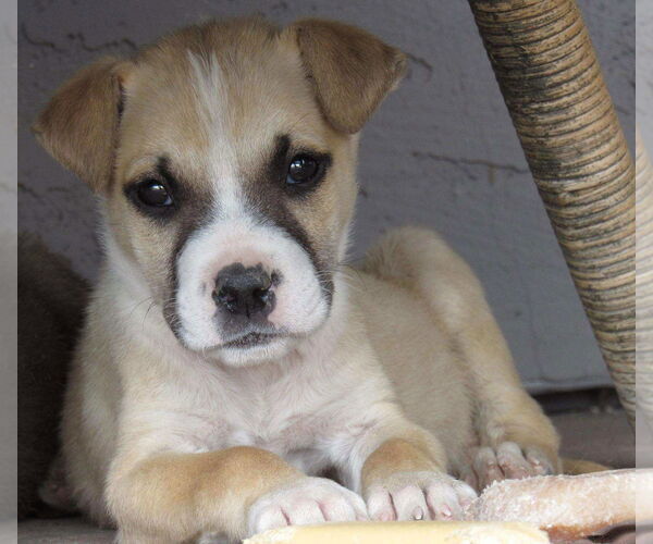 Medium Photo #2 American Pit Bull Terrier-Golden Retriever Mix Puppy For Sale in Peoria, AZ, USA