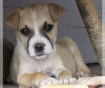 Small #1 American Pit Bull Terrier-Golden Retriever Mix