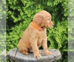 Small #2 Golden Irish