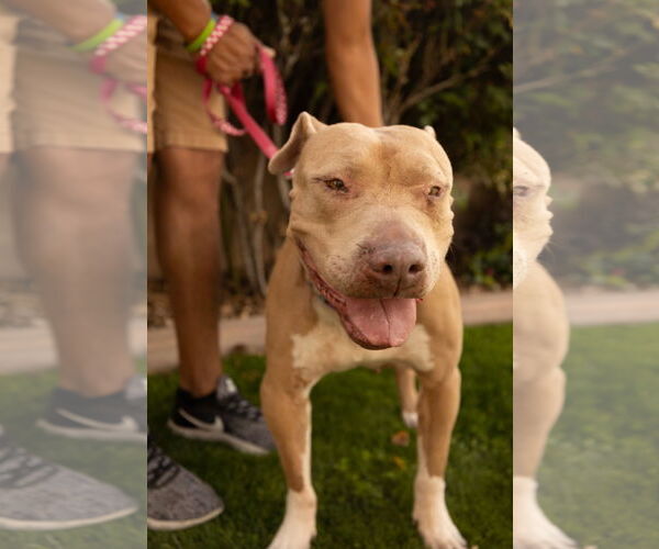 Medium Photo #7 Mutt Puppy For Sale in Chandler, AZ, USA