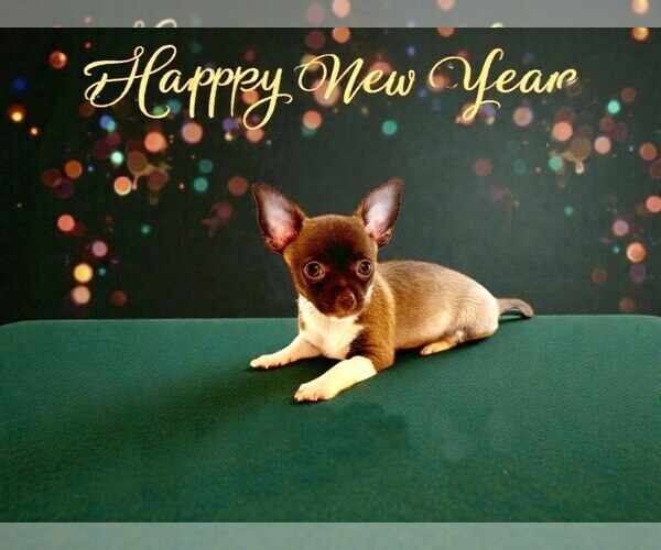 Medium Photo #32 Chihuahua Puppy For Sale in CHARLESTON, AR, USA