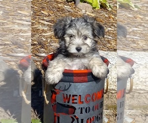 Morkie Puppy for Sale in HINCKLEY, Minnesota USA