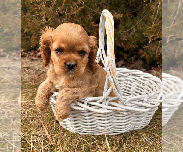 Medium Photo #3 Cocker Spaniel Puppy For Sale in MIDDLEBURY, IN, USA