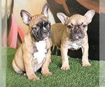 Small Photo #2 French Bulldog Puppy For Sale in KANSAS CITY, MO, USA