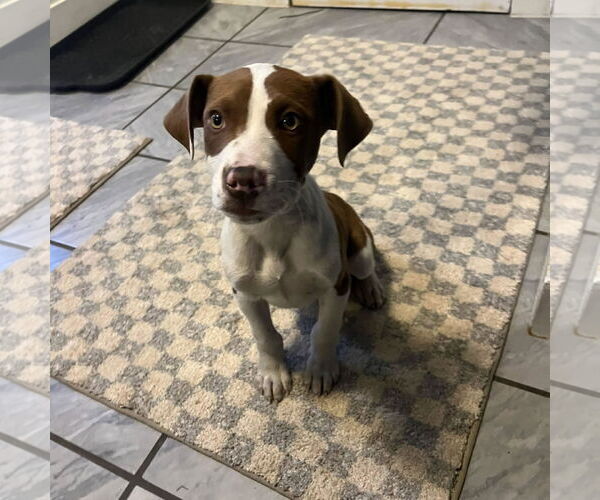 Medium Photo #1 Labrador Retriever-Unknown Mix Puppy For Sale in SHERBURNE, NY, USA