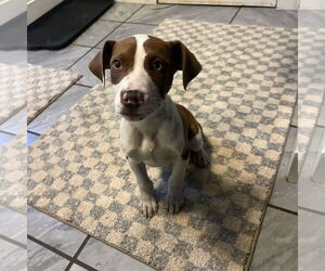 Labrador Retriever-Unknown Mix Dogs for adoption in SHERBURNE, NY, USA