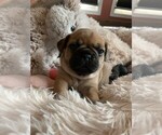Small Photo #3 Frenchie Pug Puppy For Sale in KAPPA, IL, USA