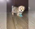 Puppy 2 Yorkshire Terrier