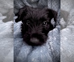 Small #4 Scottish Terrier