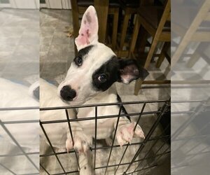 Mutt Dogs for adoption in Sammamish, WA, USA
