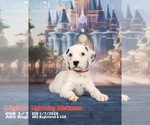 Puppy Lightning Dalmatian