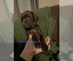 Small Photo #13 Labrador Retriever Puppy For Sale in SLIDELL, LA, USA