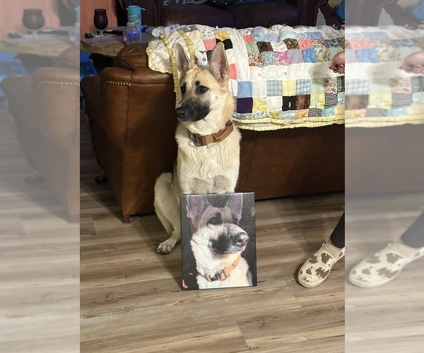Medium Photo #1 German Shepherd Dog Puppy For Sale in KANORADO, KS, USA