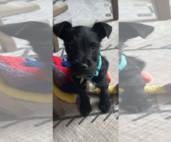 Medium Photo #1 Mutt Puppy For Sale in Coralville, IA, USA