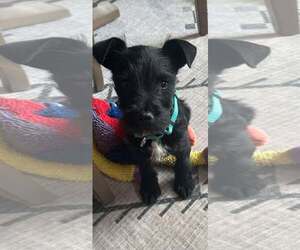 Mutt Dogs for adoption in Coralville, IA, USA