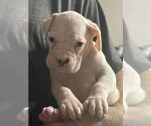 Boxer Puppy for Sale in LAURENS, South Carolina USA