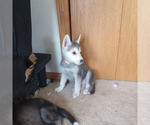Image preview for Ad Listing. Nickname: Puppy 2