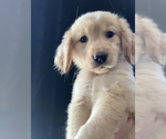 Puppy 2 Golden Retriever