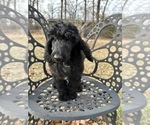Small Photo #5 Poodle (Standard) Puppy For Sale in MUSKOGEE, OK, USA