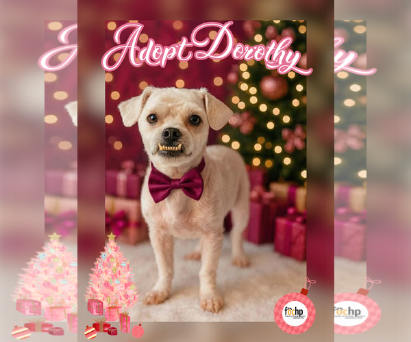 Medium Photo #1 Bichon Frise Puppy For Sale in Menifee, CA, USA