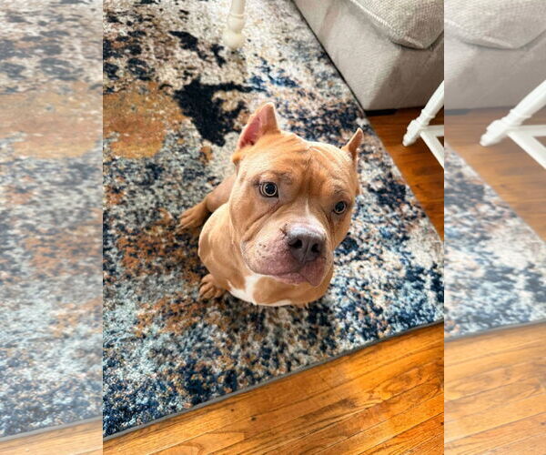 Medium Photo #2 American Pit Bull Terrier Puppy For Sale in Rochester, NY, USA