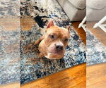 Small #1 American Pit Bull Terrier