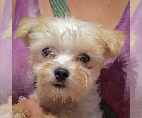 Medium Photo #5 Havanese Puppy For Sale in Huntley, IL, USA