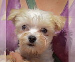 Small #4 Havanese