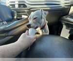 Small #3 American Pit Bull Terrier Mix