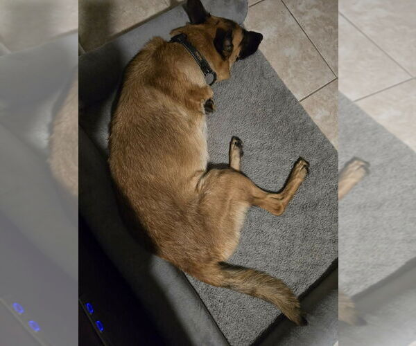 Medium Photo #14 Mutt Puppy For Sale in Stevens Point, WI, USA