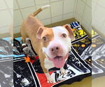 Small American Pit Bull Terrier Mix