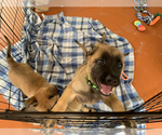 Small Photo #2 Belgian Malinois Puppy For Sale in MIAMI, FL, USA
