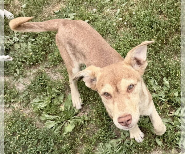 Medium Photo #6 Siberian Husky-Unknown Mix Puppy For Sale in Springdale, PA, USA