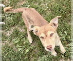 Small #5 Siberian Husky Mix