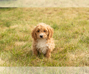 Cock-A-Poo-Poodle (Miniature) Mix Puppy for sale in SHIPSHEWANA, IN, USA