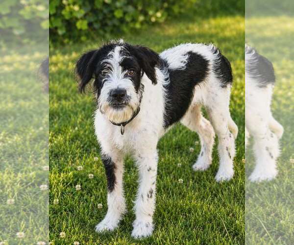 Medium Photo #7 Pointer-Unknown Mix Puppy For Sale in Woodbury, NY, USA