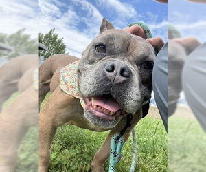 Mutt Dogs for adoption in Philadelphia, PA, USA
