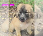 Small #1 Great Pyrenees Mix