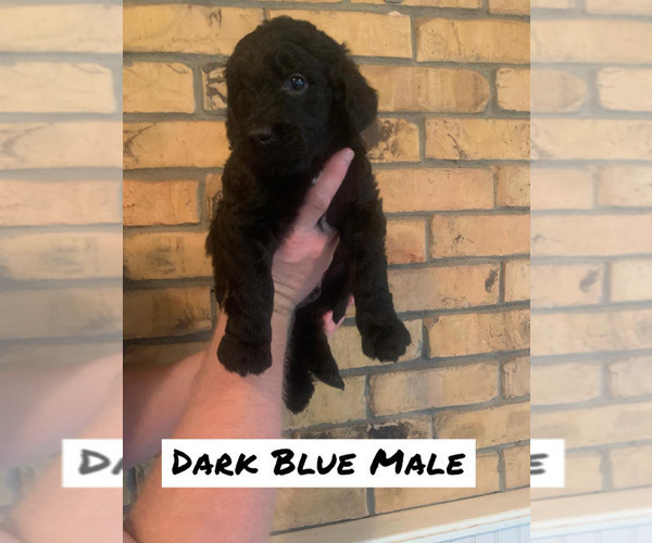 Medium Photo #4 Goldendoodle Puppy For Sale in HUGHES SPRINGS, TX, USA