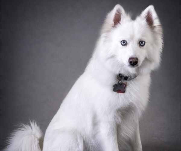 Medium Photo #1 Pomsky Puppy For Sale in LINCOLN, NE, USA