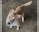 Small #1 Mutt