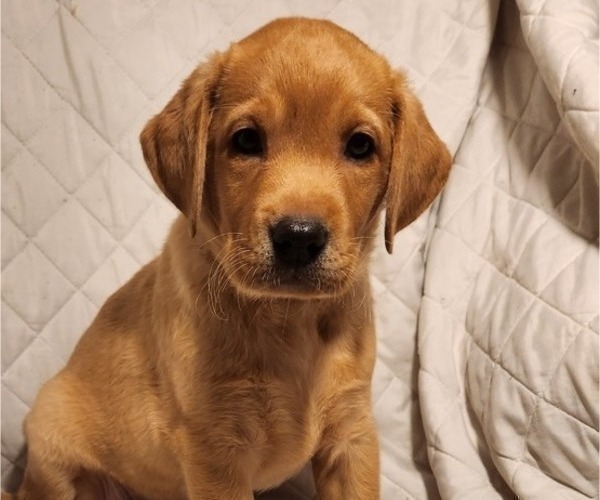 Medium Photo #60 Labrador Retriever Puppy For Sale in BUFFALO, NY, USA