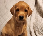 Small Photo #60 Labrador Retriever Puppy For Sale in BUFFALO, NY, USA