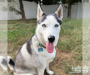 Luna - Female Siberian Husky-Unknown Mix Dog for Adoption - Photo #4