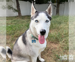 Small Photo #4 Siberian Husky-Unknown Mix Puppy For Sale in Washington, DC, USA