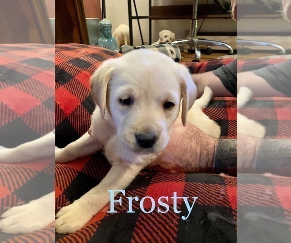 Medium Photo #2 Labrador Retriever Puppy For Sale in CARTHAGE, ME, USA