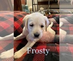 Small Photo #2 Labrador Retriever Puppy For Sale in CARTHAGE, ME, USA