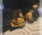 Small #5 Doxie-Pin